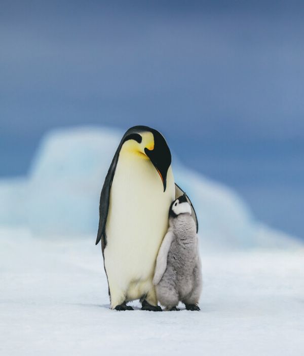 PHOTOWALL / Emperor Penguin Family (e325061)