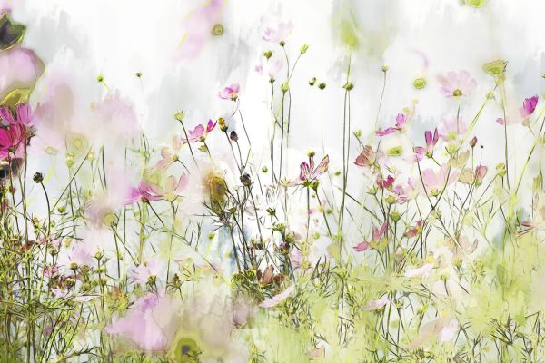 PHOTOWALL / Painting of Cosmos Flower II (e325065)