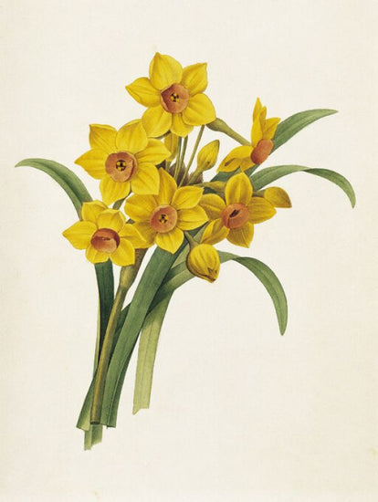 PHOTOWALL / Daffodils with Flowers (e325156)