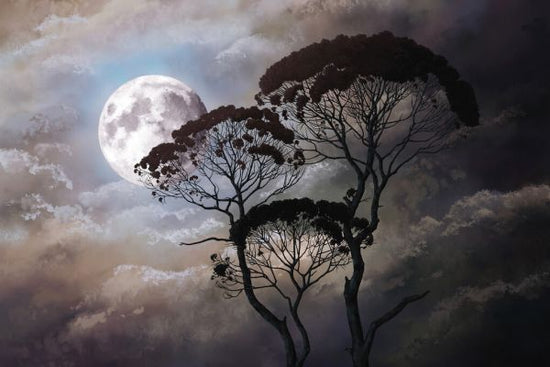 PHOTOWALL / Tree Silhouette in Full Moon Night (e328022)