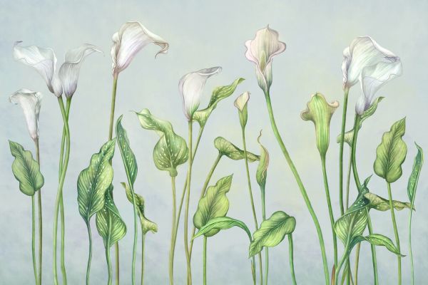 PHOTOWALL / White Callas (e328024)