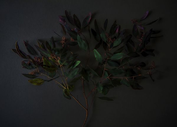 PHOTOWALL / Eucalyptus and Berries (e327735)