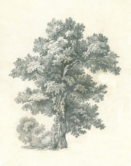 PHOTOWALL / Tree Study (e325363)