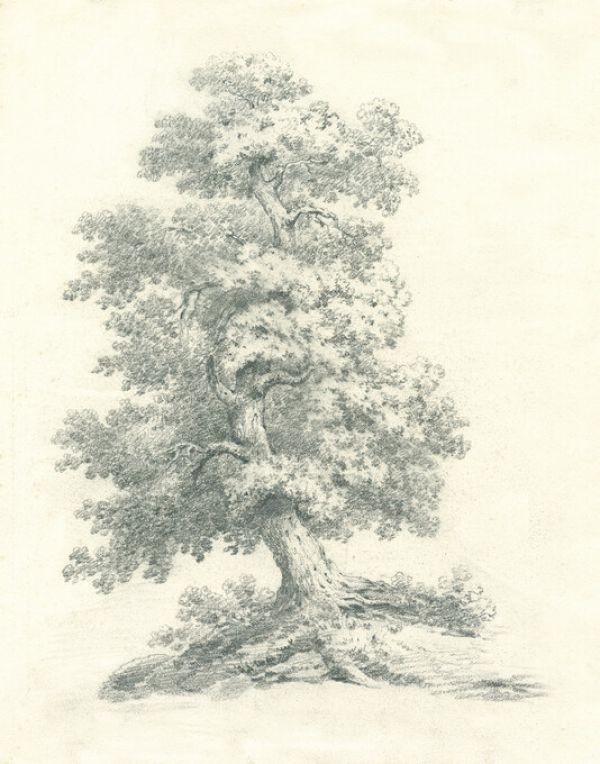 PHOTOWALL / Tree Study II (e325364)