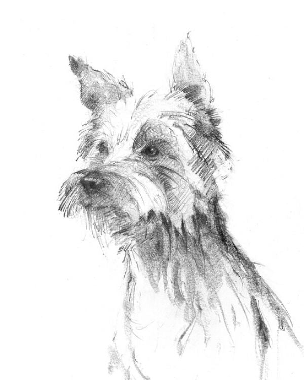 PHOTOWALL / Yorkshire Terrier Sketch (e325416)
