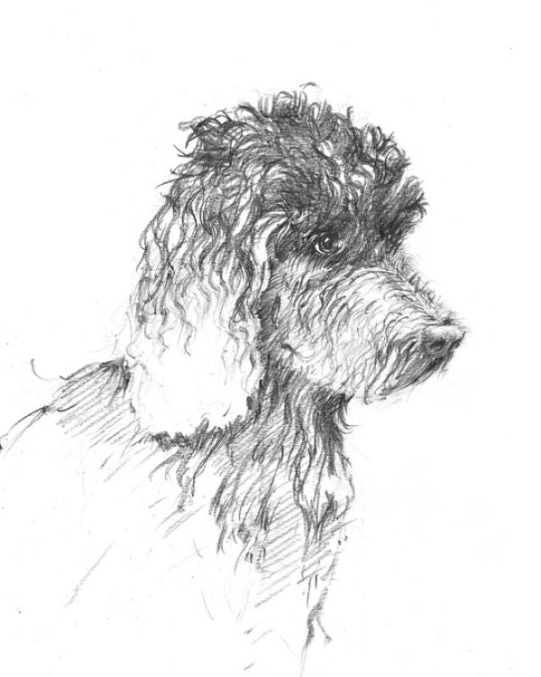 PHOTOWALL / Labradoodle Sketch (e325417)