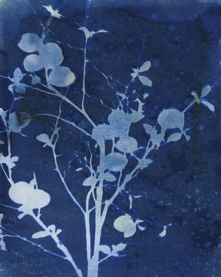 PHOTOWALL / Enchanted Cyanotype II (e325436)