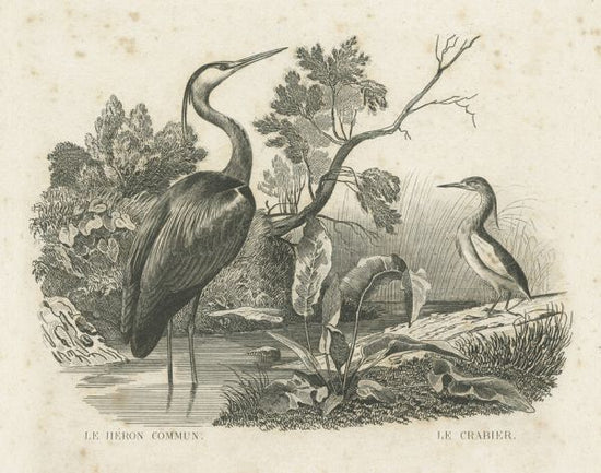 PHOTOWALL / French Birds (e325798)