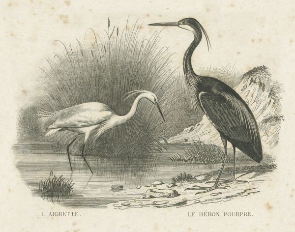 PHOTOWALL / French Birds II (e325799)