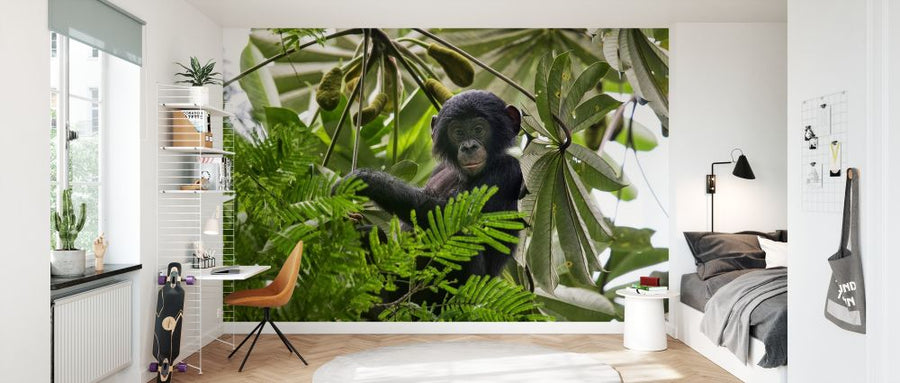 PHOTOWALL / Baby Bonobo (e327015)