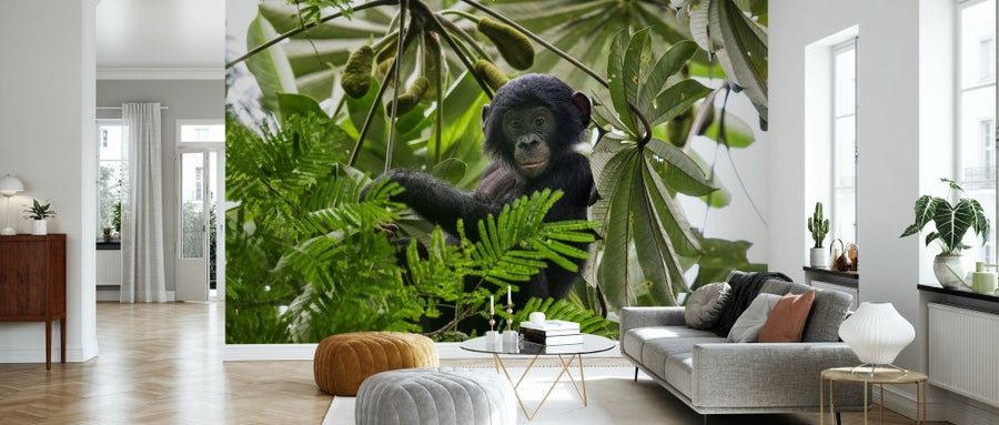 PHOTOWALL / Baby Bonobo (e327015)