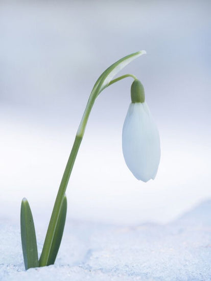 PHOTOWALL / Snowdrop Flower (e327016)
