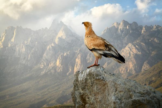 PHOTOWALL / Vulture in Haggeher Mountains (e327017)