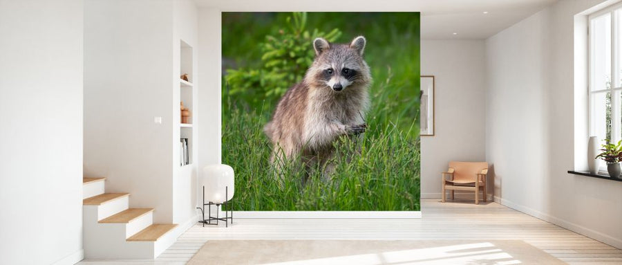 PHOTOWALL / Raccoon (e327022)