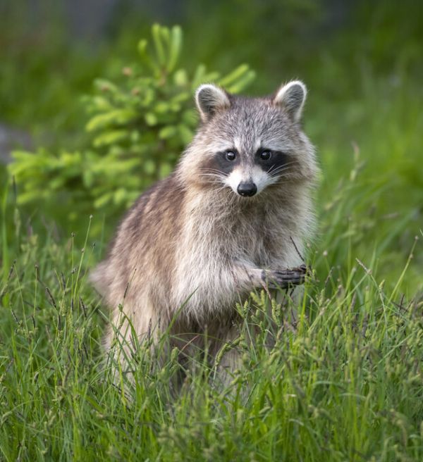 PHOTOWALL / Raccoon (e327022)