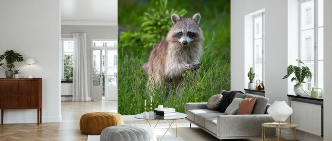 PHOTOWALL / Raccoon (e327022)