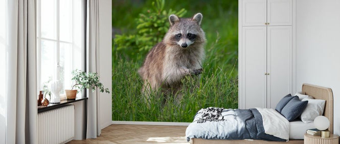 PHOTOWALL / Raccoon (e327022)