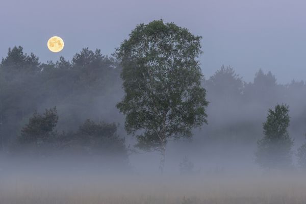 PHOTOWALL / Misty Landscape Full Moon (e327023)