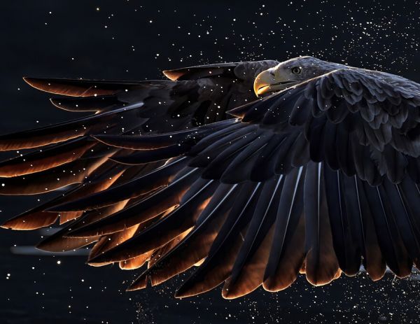 PHOTOWALL / White Tailed Eagle (e327024)