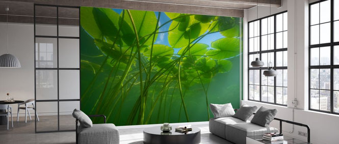 PHOTOWALL / Yellow Water Lily (e327025)