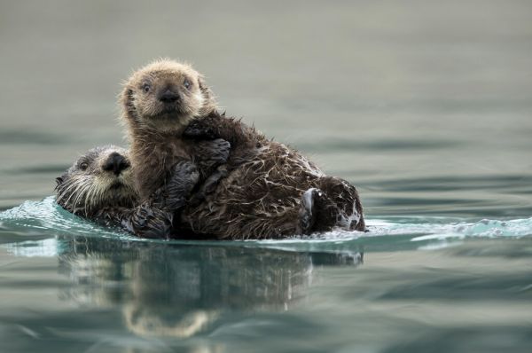 PHOTOWALL / Sea Otter and Pup (e327027)