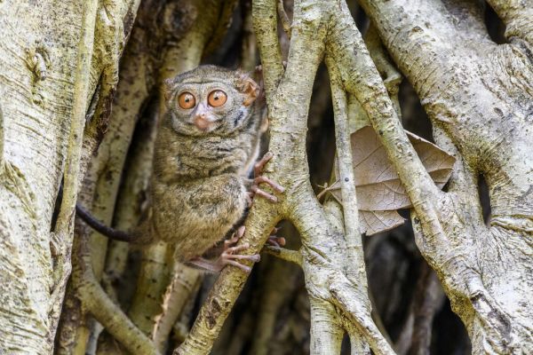 PHOTOWALL / Spectral Tarsier (e327031)