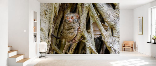 PHOTOWALL / Spectral Tarsier (e327031)