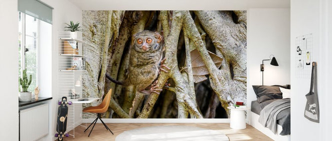 PHOTOWALL / Spectral Tarsier (e327031)