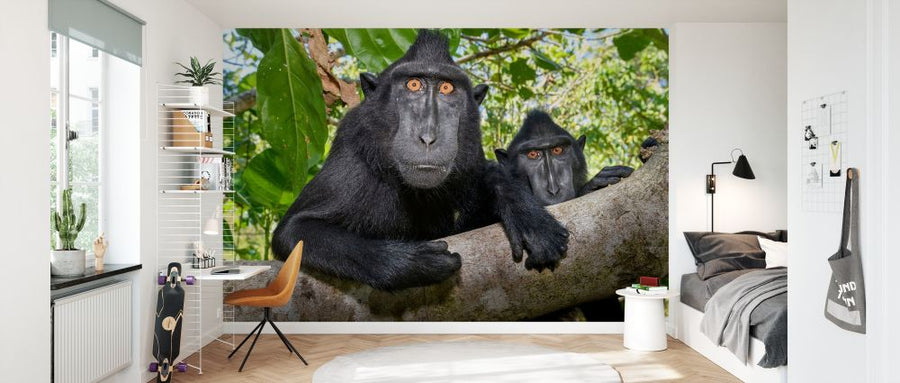 PHOTOWALL / Sulawesi Black Macaque (e327032)