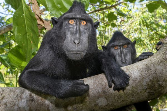 PHOTOWALL / Sulawesi Black Macaque (e327032)