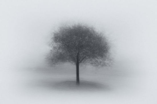 PHOTOWALL / Tree in Fog (e327056)