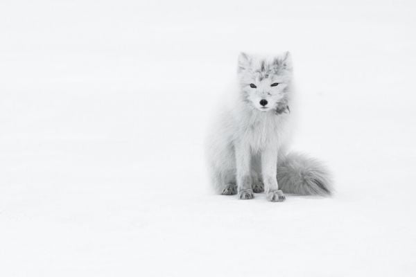 PHOTOWALL / Arctic Fox (e327058)