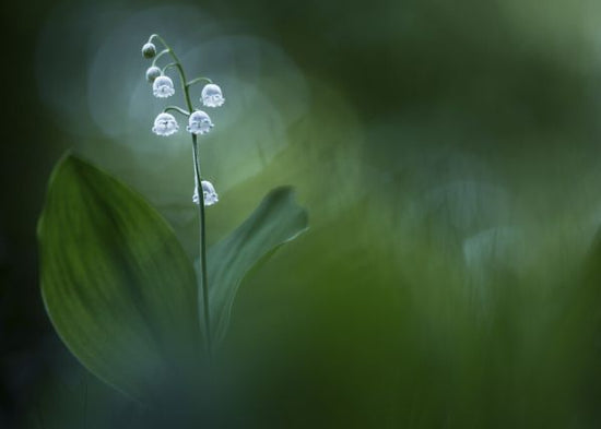 PHOTOWALL / Lilly of the Valley (e327067)