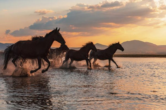 PHOTOWALL / Water Horses (e327077)
