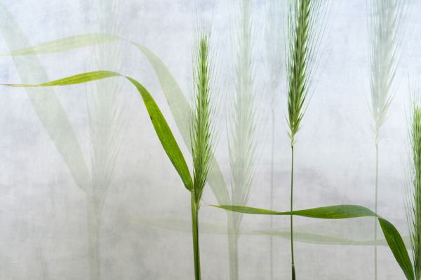PHOTOWALL / Wavy Green (e327083)