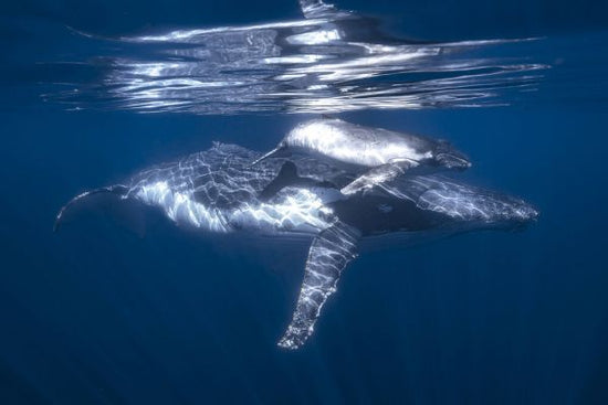 PHOTOWALL / Humpback Whale and its Calf (e327087)