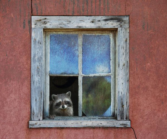 PHOTOWALL / Raccoon Window (e327141)