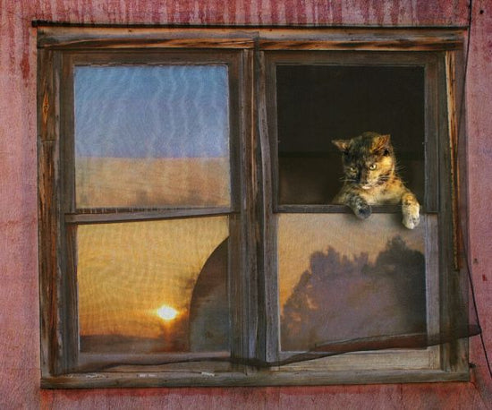PHOTOWALL / Kitten Window (e327142)