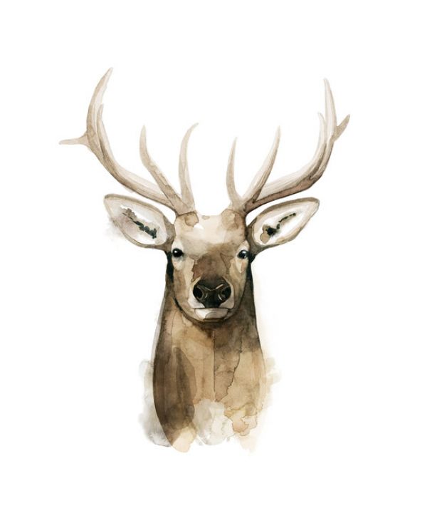 PHOTOWALL / Watercolor Elk Portrait I (e327172)