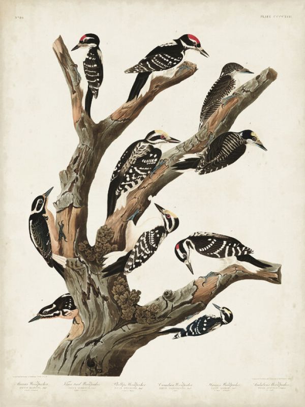 PHOTOWALL / Marias Woodpecker (e327182)