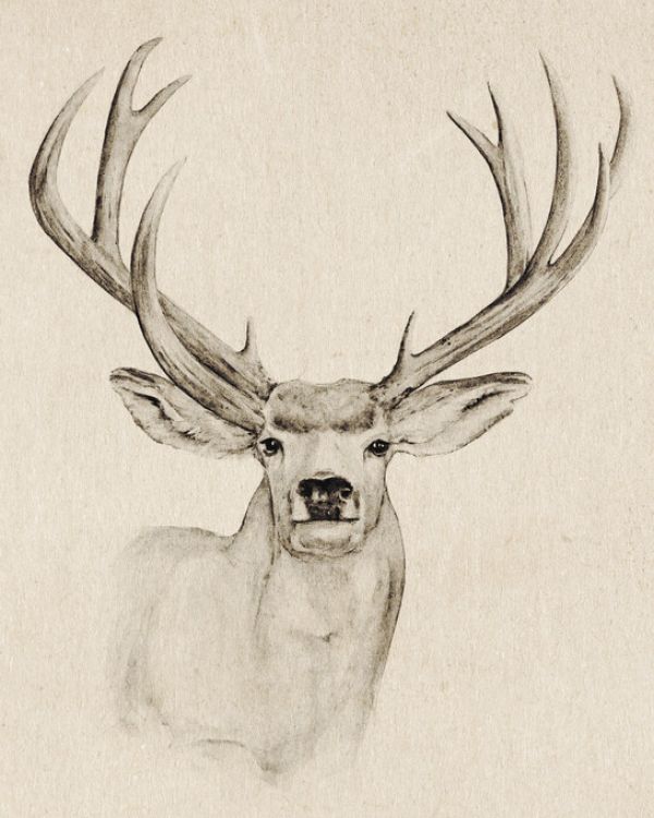 PHOTOWALL / Natural Buck I (e327198)