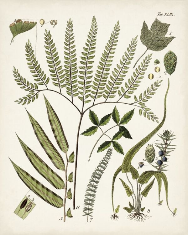 PHOTOWALL / Fanciful Ferns III (e327207)