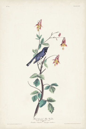 PHOTOWALL / Black Throated Blue Warbler (e327251)