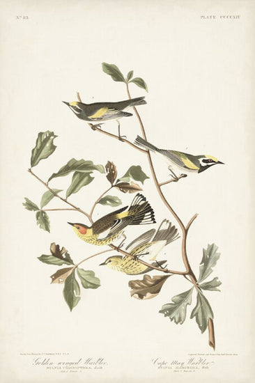 PHOTOWALL / Golden Winged Warbler (e327252)