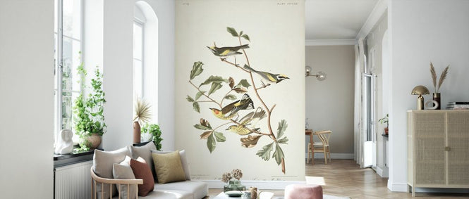 PHOTOWALL / Golden Winged Warbler (e327252)