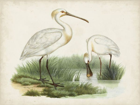 PHOTOWALL / Antique Waterbirds III (e327299)