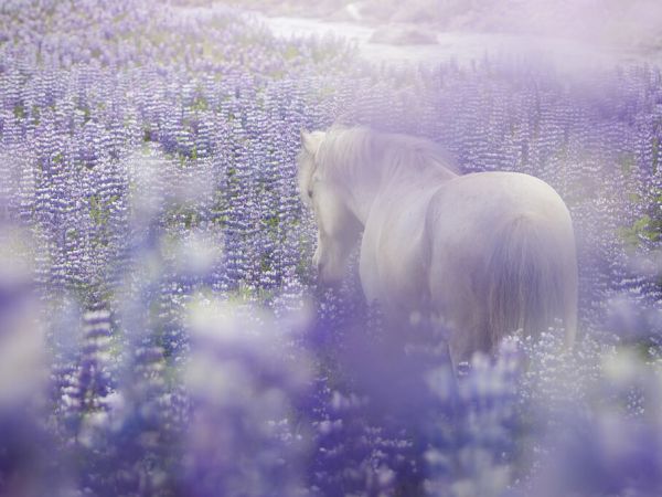 PHOTOWALL / Horse in Lavender IV (e327330)