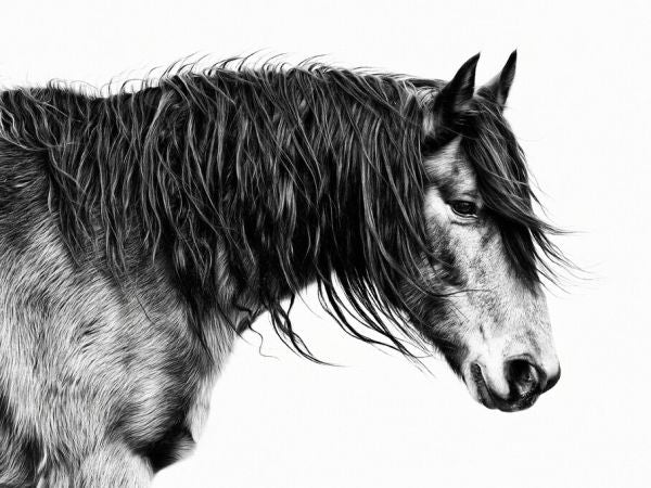 PHOTOWALL / Black and White Horse Portrait III (e327332)