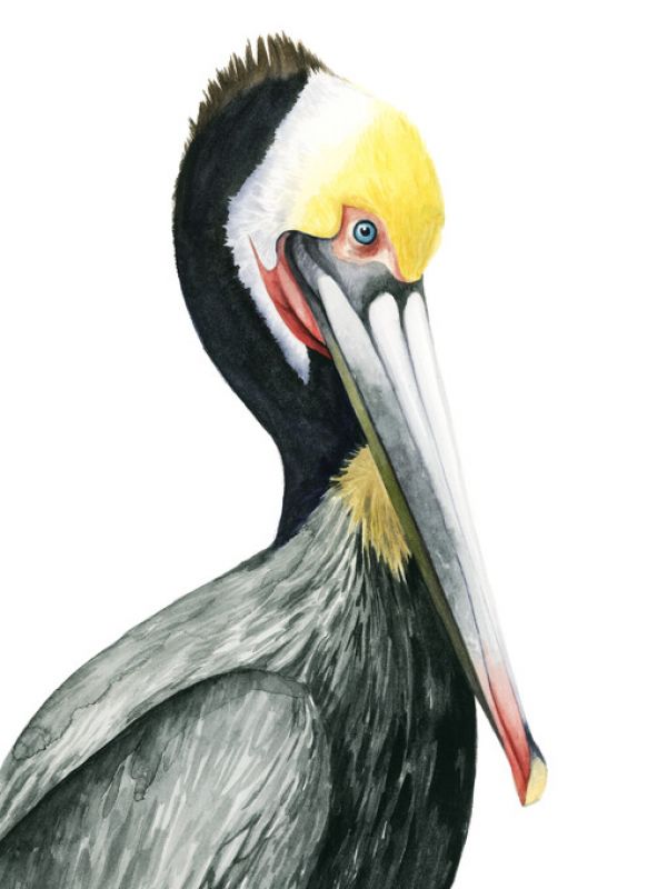 PHOTOWALL / Watercolor Pelican I (e327355)