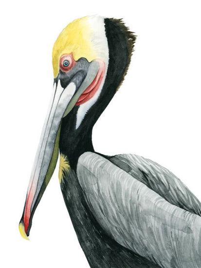 PHOTOWALL / Watercolor Pelican II (e327356)